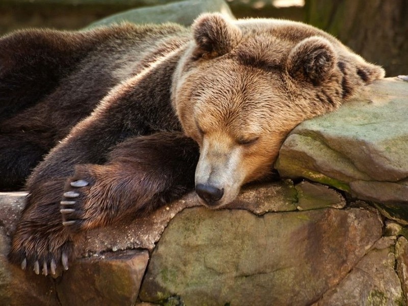 Медвежий отдых